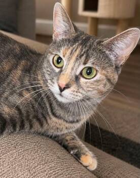 Melanie -  Domestic Short Hair Cat for Adoption in Sioux Falls, South Dakota - Melanie | PetCurious
