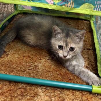 Domestic Short Hair Cats Available for Adoption in Ringtown, Pennsylvania - Muffett | PetCurious
