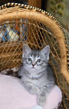 Domestic Short Hair Cats Available for Adoption in Minneapolis, Minnesota - Minnie | PetCurious