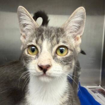 Velma -  Domestic Short Hair Cat for Adoption in Marshall, Texas - Velma | PetCurious