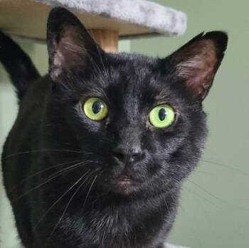 VELCRO JIPPEY -  Domestic Short Hair Cat for Adoption in Barron, Wisconsin - VELCRO JIPPEY | PetCurious