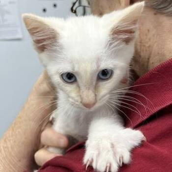 Cloudy -  Domestic Short Hair Cat for Adoption in Pleasant Hill, California - Cloudy | PetCurious