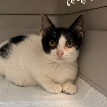 Bertha -  Domestic Short Hair Cat for Adoption in Sarasota, Florida - Bertha | PetCurious