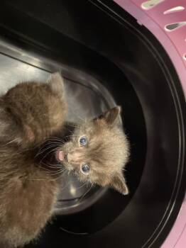 Domestic Short Hair Cats Available for Adoption in Palmetto, Florida - CINDER | PetCurious