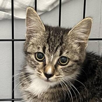 Spirit -  Domestic Short Hair Cat for Adoption in Abbotsford, British Columbia - Spirit | PetCurious