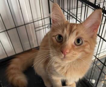 Domestic Long Hair and Domestic Short Hair Cats Available for Adoption - Poppy And Tangerine | PetCurious