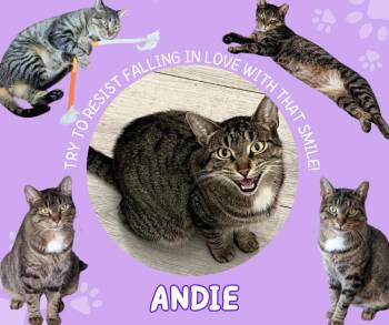 Domestic Short Hair Cats Available for Adoption - Andie | PetCurious