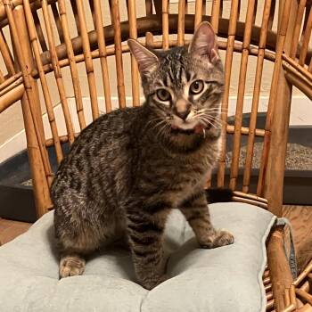 Domestic Short Hair Cats Available for Adoption - Rocco | PetCurious