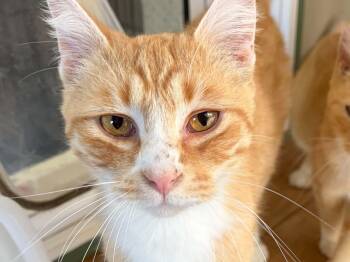 Hansel -  Tabby and Domestic Short Hair Cat for Adoption in Republic, Washington - Hansel | PetCurious