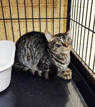 Lily -  Tabby Cat for Adoption in Perth Amboy, New Jersey - Lily | PetCurious