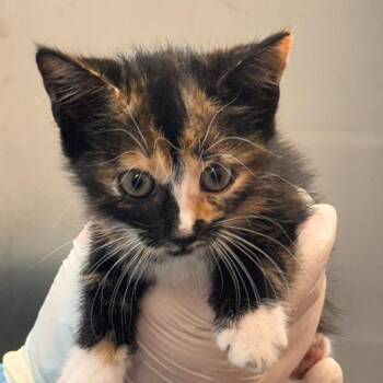 Beans -  Domestic Short Hair Cat for Adoption in Tampa, Florida - Beans | PetCurious