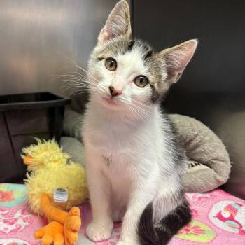 Wu -  Domestic Short Hair Cat for Adoption in Chehalis, Washington - Wu | PetCurious