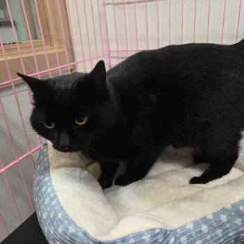 Squeaky -  Domestic Medium Hair Cat Available for Adoption in Priest River, Idaho - Squeaky | PetCurious