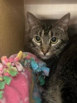 Tito -  Domestic Short Hair Cat for Adoption in St. Peters, Missouri - Tito | PetCurious