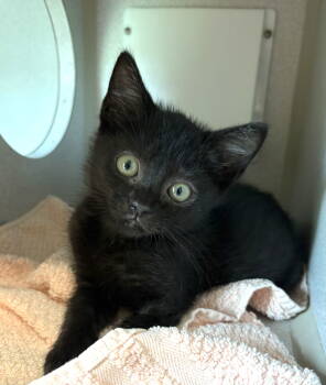 Rescue Domestic Medium Hair Cats for Adoption in Crossville, Tennessee - ZEPHYR | PetCurious