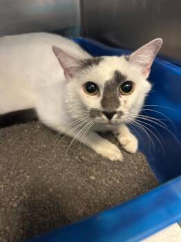 Domestic Short Hair Cats Available for Adoption in Gallatin, Tennessee - Libby | PetCurious