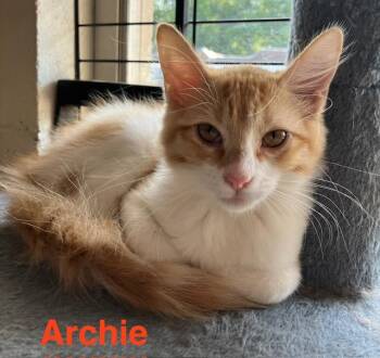 Archie -  Domestic Short Hair Cat for Adoption in Zimmerman, Minnesota - Archie | PetCurious