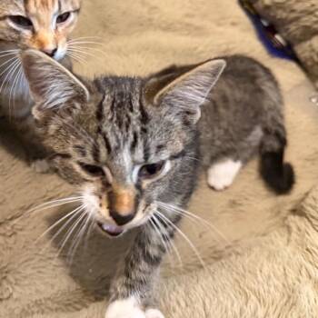 Biscuit -  Domestic Short Hair Cat for Adoption in Silver Spring, Maryland - Biscuit | PetCurious