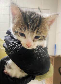 Buckaroo -  Domestic Short Hair Cat for Adoption in Nashville, Tennessee - Buckaroo | PetCurious