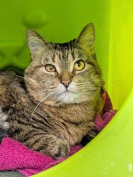 Domestic Short Hair Cats Available for Adoption - Tika | PetCurious