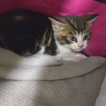 Twix -  Domestic Short Hair Cat Available for Adoption in Talent, Oregon - Twix | PetCurious