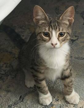 Taro (TS) -  Domestic Short Hair Cat for Adoption in Schertz, Texas - Taro (TS) | PetCurious