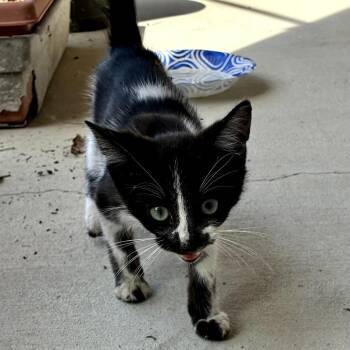 Figaro -  Domestic Short Hair Cat for Adoption in Chattanooga, Tennessee - Figaro | PetCurious