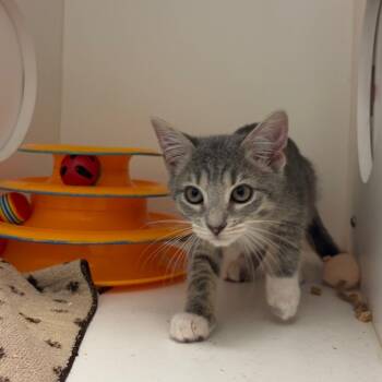 Rav -  Domestic Short Hair Cat for Adoption in Nashville, Tennessee - Rav | PetCurious