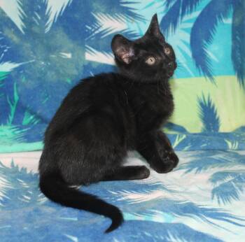 Timone - 43740 -  Domestic Medium Hair Cat for Adoption in Prattville, Alabama - Timone - 43740 | PetCurious
