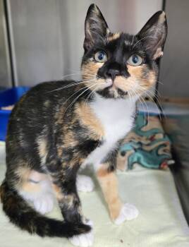 6-354 Love Bug -  Domestic Short Hair Cat for Adoption in Lindenhurst, New York - 6-354 Love Bug | PetCurious