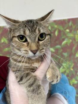 Domestic Short Hair Cats Available for Adoption in San Antonio, Texas - Jubilee | PetCurious