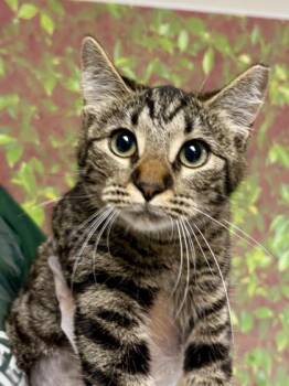 Domestic Short Hair Cats Available for Adoption in San Antonio, Texas - Oriole | PetCurious