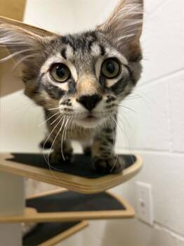 STETSON -  Domestic Short Hair Cat Available for Adoption in St. Peters, Missouri - STETSON | PetCurious