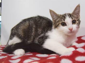 Rescue Domestic Short Hair Cats for Adoption in Sacramento, California - JUNE | PetCurious
