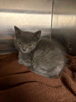 Domestic Short Hair Cats Available for Adoption in New Kensington, Pennsylvania - Selkie | PetCurious