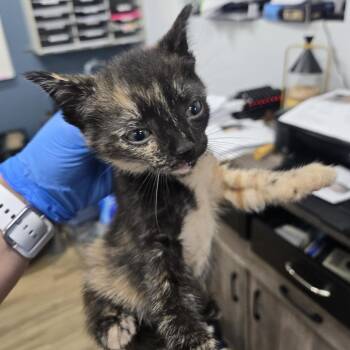 AHNJ-Stray-122213 -  Domestic Short Hair Cat for Adoption in Newark, New Jersey - AHNJ-Stray-122213 | PetCurious