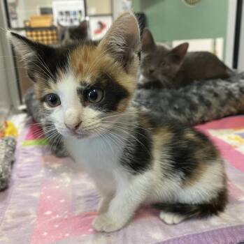 Rescue Domestic Short Hair Cats for Adoption in Sarasota, Florida - SENDA | PetCurious