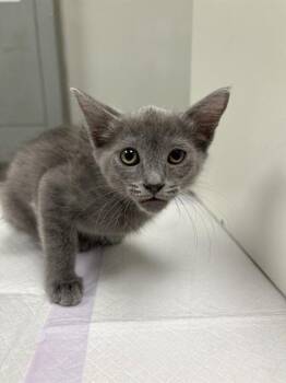 LUMINE -  Domestic Short Hair Cat for Adoption in Ontario, California - LUMINE | PetCurious