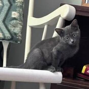 Meredith -  Domestic Short Hair Cat for Adoption in Cumming, Georgia - Meredith | PetCurious