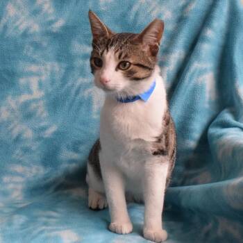 Sylvester -  Domestic Short Hair Cat for Adoption in Eureka, California - Sylvester | PetCurious