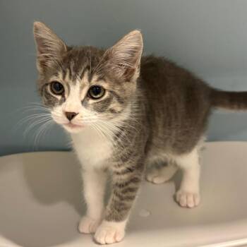Flora -  Domestic Short Hair Cat for Adoption in Chattanooga, Tennessee - Flora | PetCurious