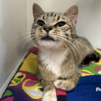 Rescue Domestic Short Hair Cats for Adoption in Troy, Illinois - Jilly | PetCurious