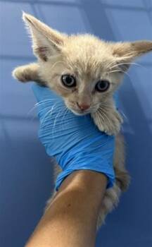 COSMO -  Domestic Short Hair Cat for Adoption in San Bernardino, California - COSMO | PetCurious