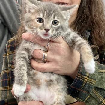 Domestic Medium Hair Cats Available for Adoption in Fairmont, West Virginia - Shira | PetCurious