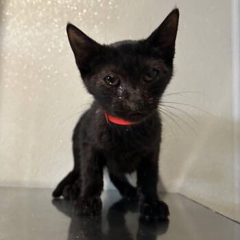 IVHS-Stray-142763 -  Domestic Short Hair Cat for Adoption in San Gabriel, California - IVHS-Stray-142763 | PetCurious