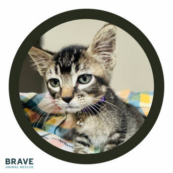 Rescue Domestic Short Hair Cats for Adoption in Lincoln, Nebraska - J.J. McCarthy | PetCurious