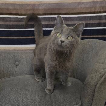 Domestic Short Hair Cats Available for Adoption in Red Wing, Minnesota - Dottie | PetCurious