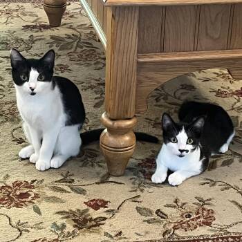 Rescue Domestic Short Hair Cats for Adoption in West Milford, New Jersey - Sophie & Kate | PetCurious