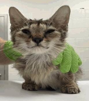 Stinky -  Domestic Short Hair Cat for Adoption in Cincinnati, Ohio - Stinky | PetCurious
