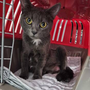 Domestic Short Hair Cats Available for Adoption in Chesapeake, Virginia - Maggie | PetCurious